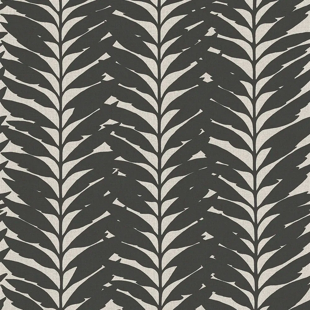 Acacia Ebony